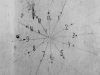 Kalendarz wyryty na ścianie celi w celi izolacyjnej nr7 ,  fot.  Dokumentacja konserwatorska PKZ, 1966